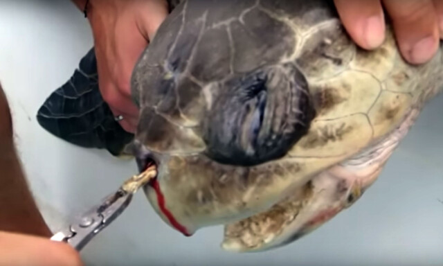image: Videoen av skilpadda som vrir seg i smerte fikk verden til å reagere